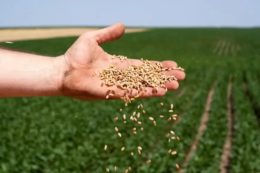 Campo agrícola